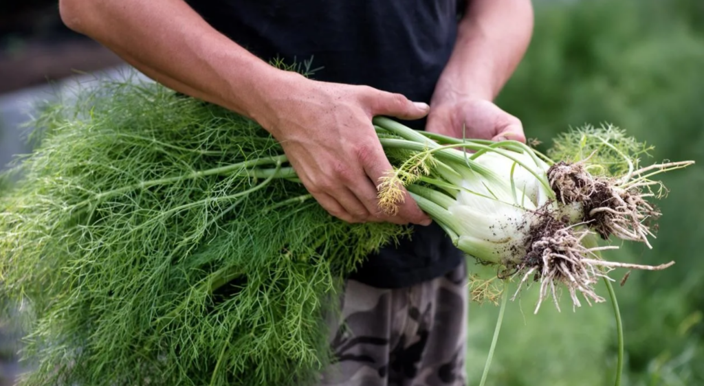 Exportaciones de semillas de hortalizas